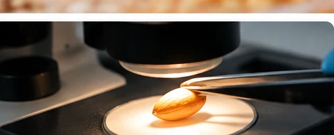 Inspeção de semente sob microscópio, imagem ilustrativa